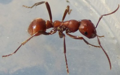 Polyergus_rufescens.JPG