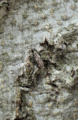 Dahlica sp. - Bieszczady, Myczków, 27.03.2016_2.jpg