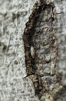 Dahlica sp. - Bieszczady, Myczków, 27.03.2016_3.jpg