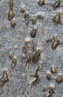 Dahlica sp. - Bieszczady, Myczków, 27.03.2016_7.jpg