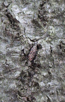 Dahlica sp. - Bieszczady, Myczków, 27.03.2016_8.jpg