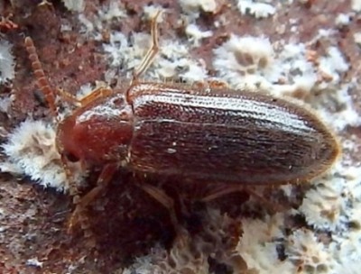 2016-04-11 15.29 Zilora obscura.JPG