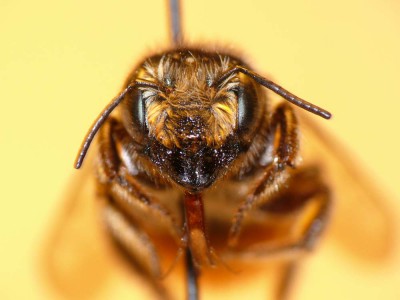 M. genalis f face.jpg