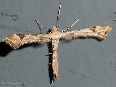 Platyptilia sp. 3.08.2015.jpg