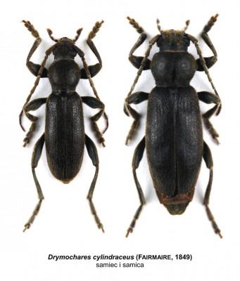 Drymochares cylindraceus.jpeg