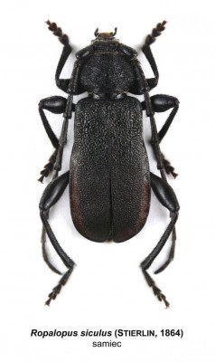 Ropalopus siculus.jpeg