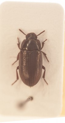 tenebrionidae.jpg