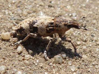 Bothynoderes affinis? 30.04.2016, Opole (mniej więcej tutaj: 50.720603, 17.918112)