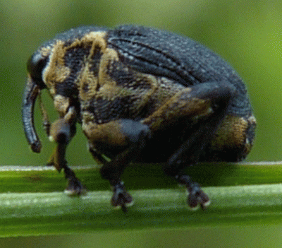 Mononychus punctumalbum? 18.05.2015, Opole (prawdopodobnie - mniej więcej tutaj: 50.717787, 17.915948)