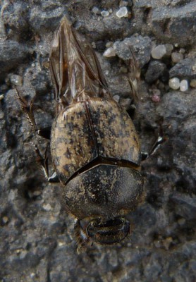 Zapewne Onthophagus sp.? 12.05.2016, Opole (mniej więcej tutaj: 50.699395, 17.929505)