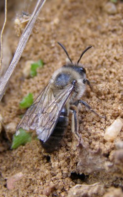 Andrena? 14 maj, Puszcza Zielonka