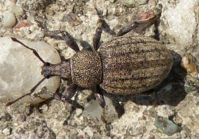 Otiorhynchus ligustici? 2.05.2015, Opole lub Winów (obserwowany w okolicy tego punktu: 50.642572, 17.923543)