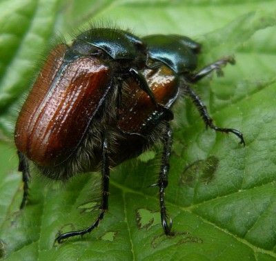 Phyllopertha horticola? 10.06.2015, Opole lub Las Grotowicki (w okolicy tego miejsca: 50.607051, 17.979767)