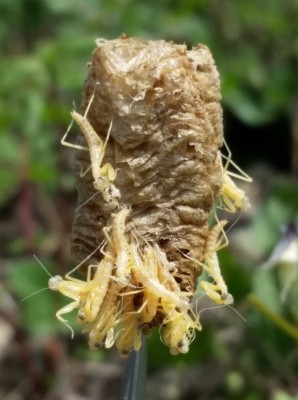 Mantis religiosa