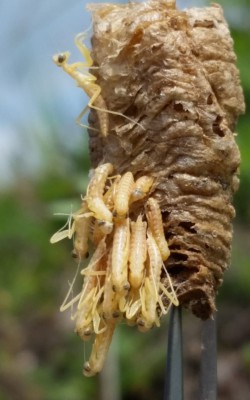 Mantis religiosa