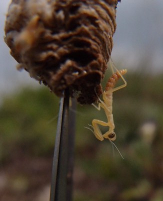 Mantis religiosa