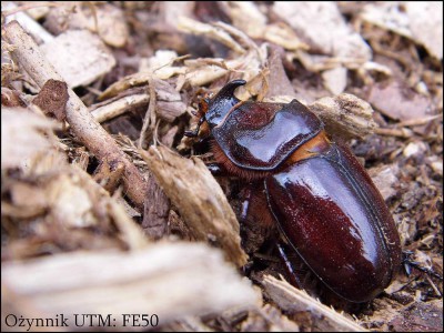 Oryctes nasicornis.JPG