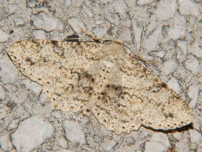 Ascotis selenaria (Denis &amp;amp; Schiffermuller, 1775) - samiec, Polska, Podkarpacie, Markowa EA94, 28.07.2008.