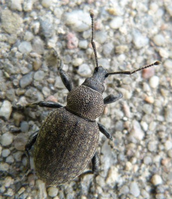 Otiorhynchus ligustici? 18.05.2016, Opole (mniej więcej tutaj: 50.663828, 17.912922)