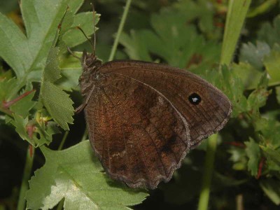 Minois dryas (SCOPOLI, 1763) - samiec - Wegry, 13.07.2008.