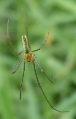 Tetragnatha sp.