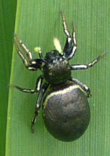 Któryś z Salticidae