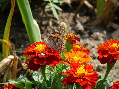 Vanessa cardui motyl 1.jpg