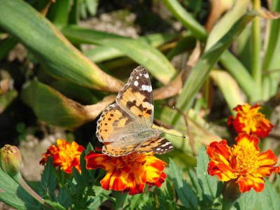 Vanessa cardui motyl 2.jpg