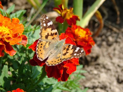 Vanessa cardui motyl 3.jpg