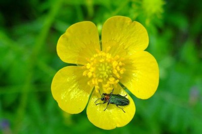 Antaxia nitidula_Eger.jpg