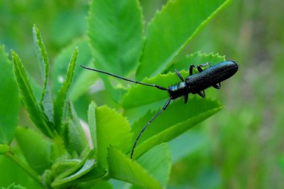 Agapanhia violacea_Eger.jpg