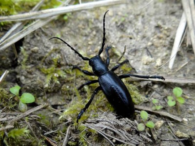 Dorcadion aethiops_Eger.jpg