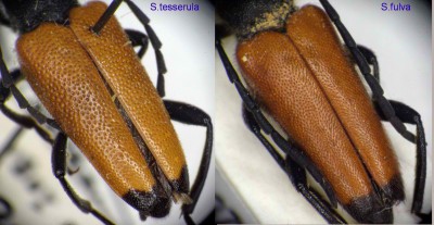 S.tesserula vs S.fulva _6.jpg