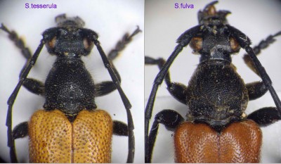 S.tesserula vs S.fulva _5.jpg