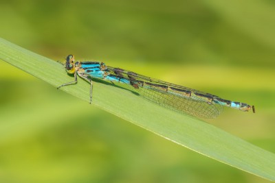 Nimfa stawowa (Enallagma cyathigerum) - samica.