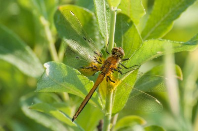 Szablak żółty (Sympetrum flaveolum) - juwenilny samiec.