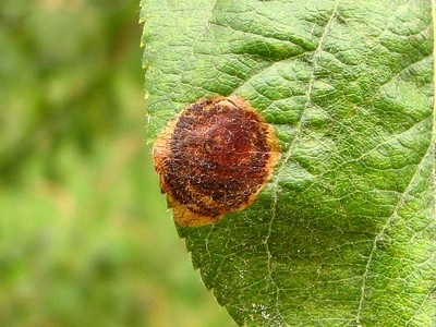 Leucoptera malifoliella.JPG