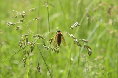 Coenomyia ferruginea _4.jpg