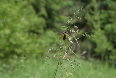 Coenomyia ferruginea _2.jpg