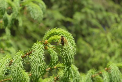 Coenomyia ferruginea _3.jpg