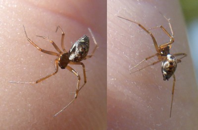 Theridiidae? 8.07.2016, Chróścina (gm. Dąbrowa), mniej więcej tutaj: 50.662760, 17.811654