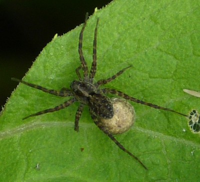 Pardosa sp., 14.06.2016, Opole-Bierkowice, mniej więcej tutaj: 50.676091, 17.866233