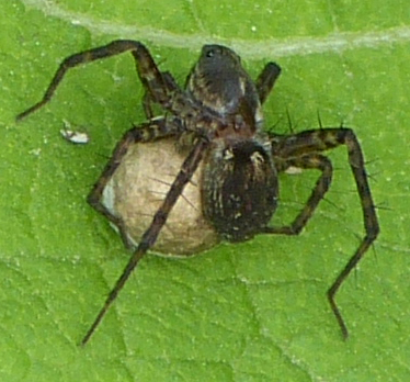 Pardosa sp. (pewnie ten sam gatunek), 14.06.2016, Opole-Bierkowice, mniej więcej tutaj: 50.676091, 17.866233