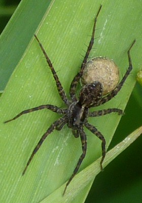 Pardosa sp. (pewnie ten sam gatunek), 14.06.2016, Opole-Bierkowice, mniej więcej tutaj: 50.676091, 17.866233