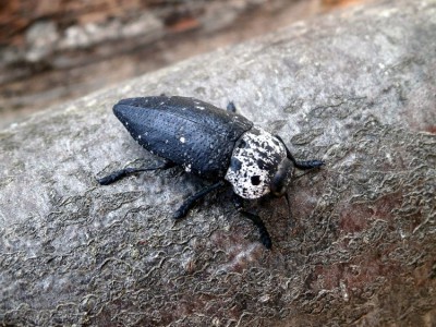 Capnodis tenebricornis