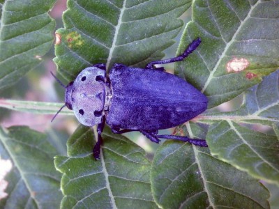 Capnodis cariosa