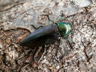 Eurythrea austriaca