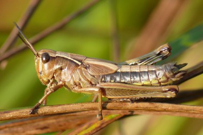 Stetophyma grossum - larwa