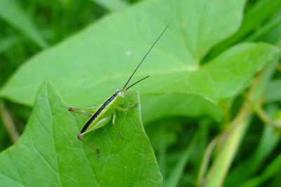 Orthoptera_dolina Mlecznej_17072016.jpg