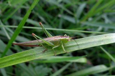 Orthoptera_dolina Mlecznej_1.jpg